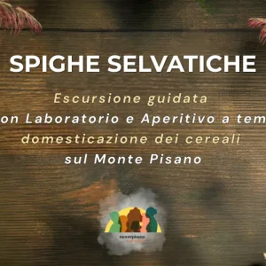 Spighe Selvatiche